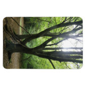 Premium-Magnet für Waldlandsonne Magnet (Horizontal)