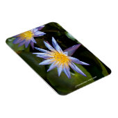 Premium-Magnet für Wasserlilie Magnet (Rechte Seite)