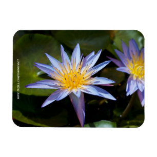 Premium-Magnet für Wasserlilie Magnet