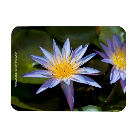 Premium-Magnet für Wasserlilie Magnet (Horizontal)