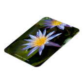 Premium-Magnet für Wasserlilie Magnet (Linke Seite)