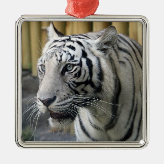 Premium-Ornament White Tiger Silbernes Ornament (Vorne)