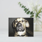 Presa Canario Postcard Postkarte (Stehend Vorderseite)