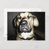 Presa Canario Postcard Postkarte (Vorne/Hinten)