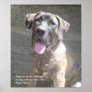 Presa Canario Welpen-Druck Poster
