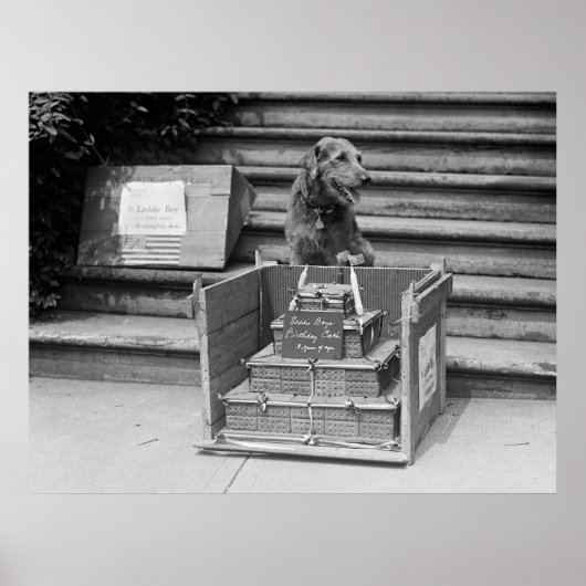 President Harding's Airedale Terrier, 1922 Poster (Vorne)