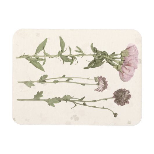 Prestige Blüten - Rosa Magnet (Horizontal)