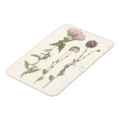 Prestige Blüten - Rosa Magnet (Linke Seite)