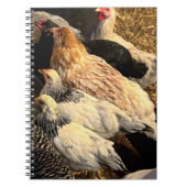 Pretty  Chickens Notebook Notizblock (Vorderseite)