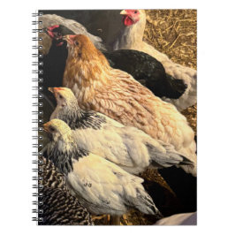 Pretty  Chickens Notebook Notizblock
