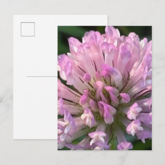 Pretty Clover Flower  Postkarte