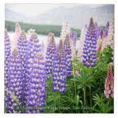 Pretty Lupins @ Lake Tekapo New Zealand Fliese (Vorderseite)