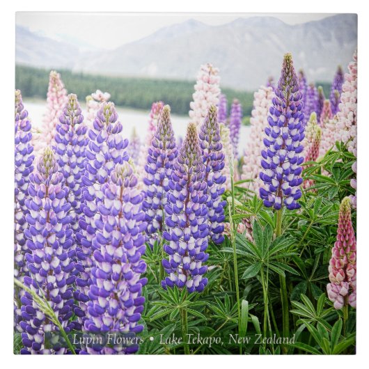 Pretty Lupins @ Lake Tekapo New Zealand Fliese (Vorderseite)