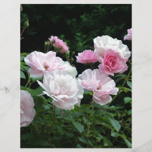 Pretty Pink und White Rose Flower Bushes. Floral,