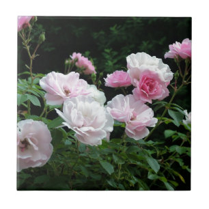 Pretty Pink und White Rose Flower Bushes. Floral, Fliese