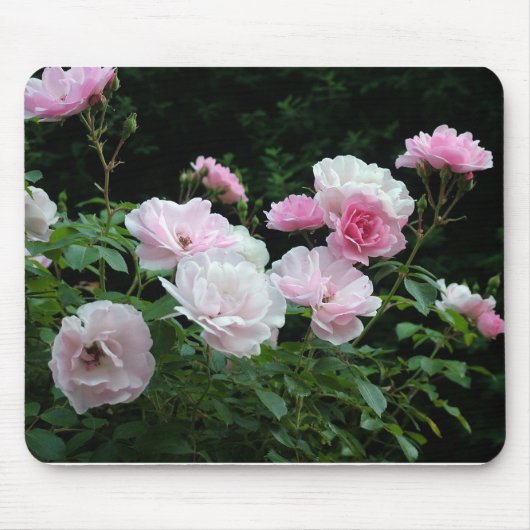 Pretty Pink und White Rose Flower Bushes. Floral, Mousepad (Vorne)