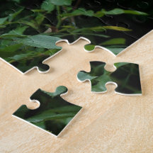 Pretty Pink und White Rose Flower Bushes. Floral,