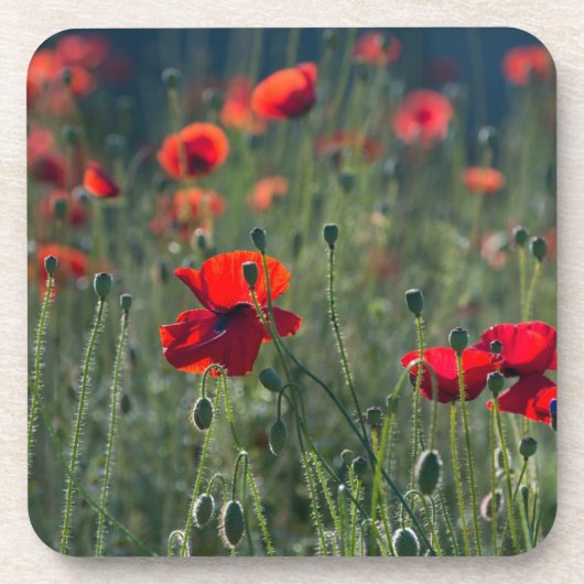 Pretty Poppies in Wild Meadow Photo Getränkeuntersetzer (Vorderseite)