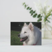Pretty Sweet White Samoyed Dog Postkarte (Stehend Vorderseite)