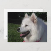 Pretty Sweet White Samoyed Dog Postkarte (Vorne/Hinten)