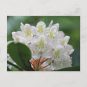 Pretty White Azalea Flower Photography Postkarte (Vorderseite)