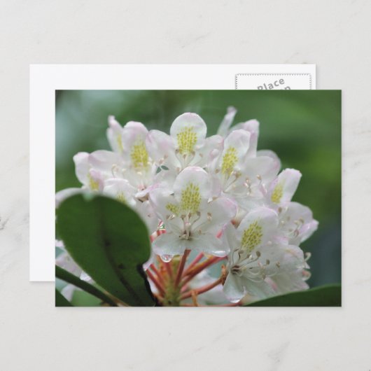 Pretty White Azalea Flower Photography Postkarte (Vorne/Hinten)