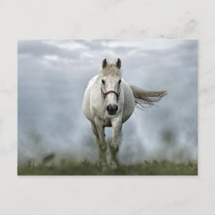 Pretty White Horse Cloud Photo Postkarte