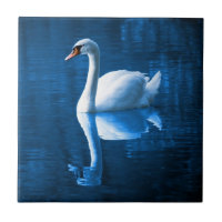 Pretty white swan floating on blue lake