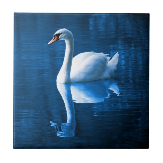 Pretty white swan floating on blue lake fliese (Vorderseite)