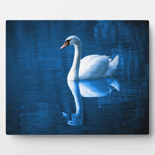 Pretty white swan floating on blue lake fotoplatte (Vorderseite)