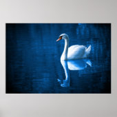 Pretty white swan floating on blue lake poster (Vorne)