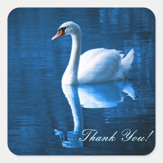Pretty white swan floating on blue lake quadratischer aufkleber (Vorderseite)