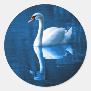 Pretty white swan floating on blue lake runder aufkleber