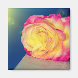 Pretty Yellow Pink Rose In Bloom Magnet