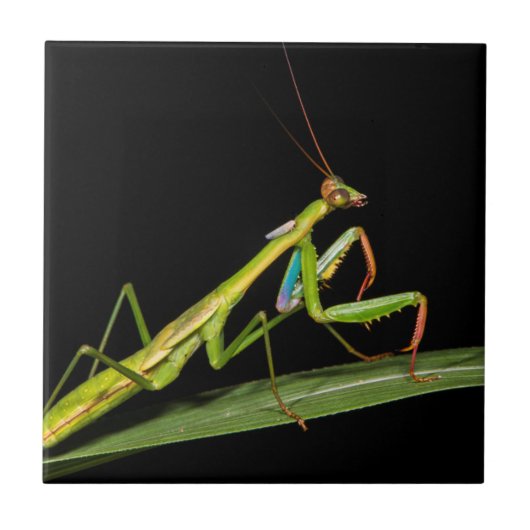 Preying mantis, Odzala, Kokoua National Park Fliese (Vorderseite)