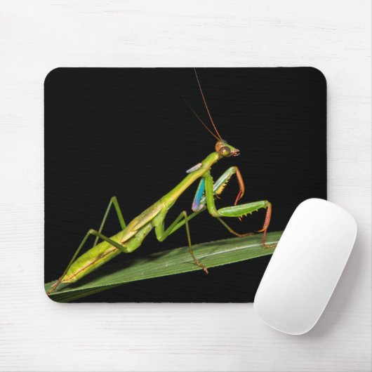 Preying mantis, Odzala, Kokoua National Park Mousepad (Mit Mouse)