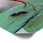 Preying Mantis Poster (Ecke)