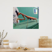 Preying Mantis Poster (Küche)