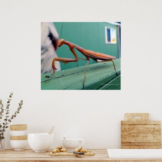 Preying Mantis Poster (Küche)