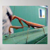 Preying Mantis Poster (Vorne)