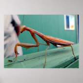 Preying Mantis Poster (Vorne)