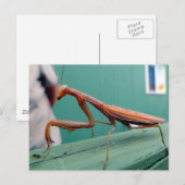 Preying Mantis Postkarte (Vorne/Hinten)