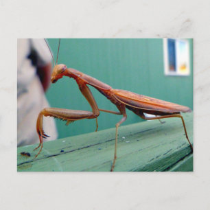 Preying Mantis Postkarte