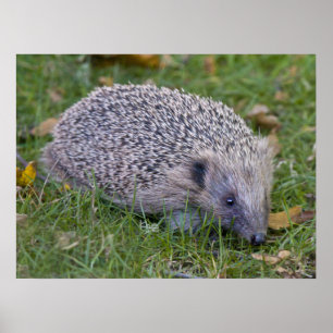 Prickles-Druck Poster