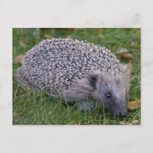 Prickles Postcard Postkarte