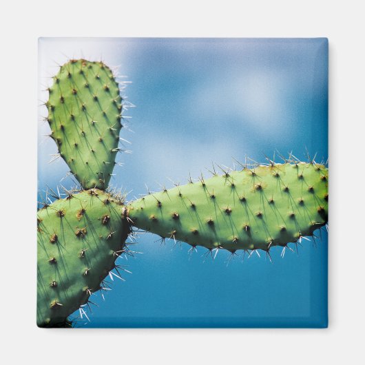 Prickley Cactus Magnet (Vorne)