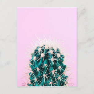 Prickley Cactus pink Postkarte