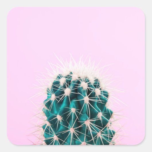 Prickley Cactus pink Quadratischer Aufkleber (Vorderseite)