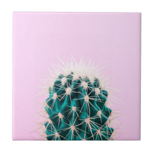 Prickley Kaktus auf Rosa Fliese