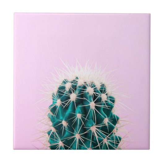 Prickley Kaktus auf Rosa Fliese (Vorderseite)